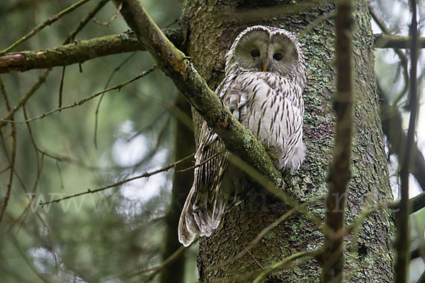 Habichtskauz (Strix uralensis)