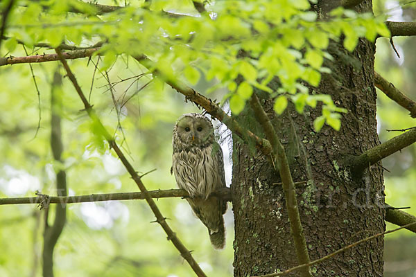 Habichtskauz (Strix uralensis)