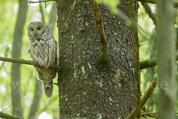 Habichtskauz (Strix uralensis)