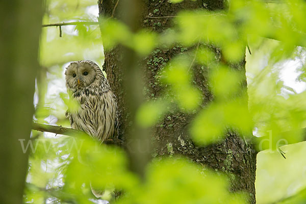 Habichtskauz (Strix uralensis)