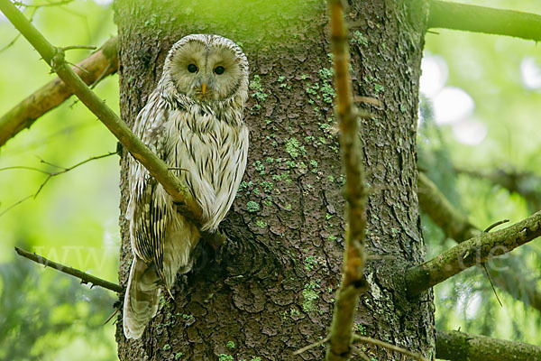 Habichtskauz (Strix uralensis)