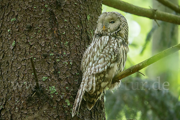 Habichtskauz (Strix uralensis)