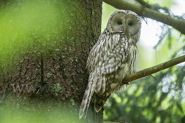 Habichtskauz (Strix uralensis)