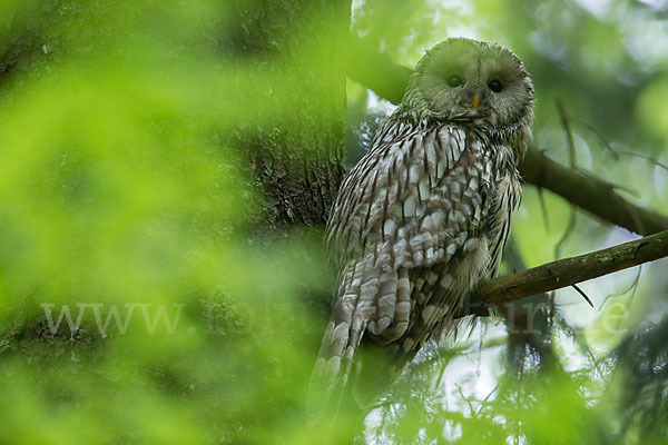 Habichtskauz (Strix uralensis)