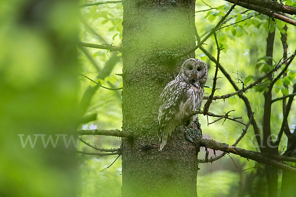 Habichtskauz (Strix uralensis)