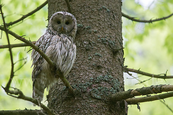 Habichtskauz (Strix uralensis)