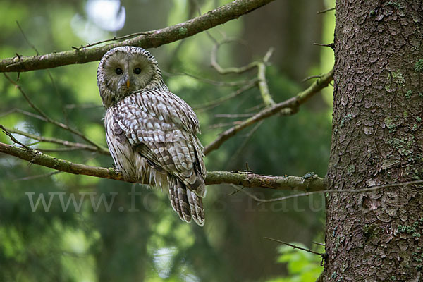 Habichtskauz (Strix uralensis)