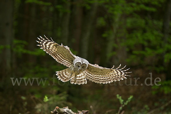 Habichtskauz (Strix uralensis)