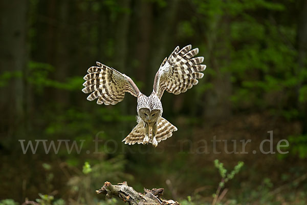 Habichtskauz (Strix uralensis)