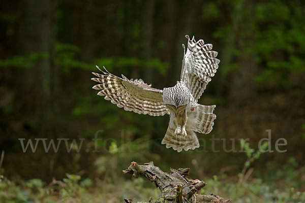 Habichtskauz (Strix uralensis)