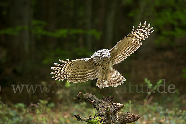 Habichtskauz (Strix uralensis)