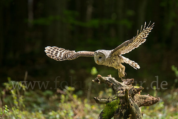 Habichtskauz (Strix uralensis)