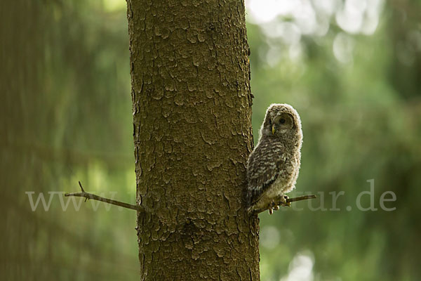 Habichtskauz (Strix uralensis)