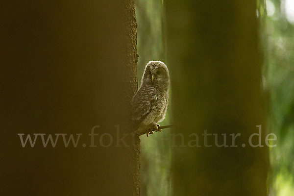 Habichtskauz (Strix uralensis)