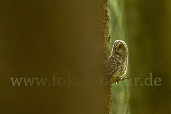 Habichtskauz (Strix uralensis)