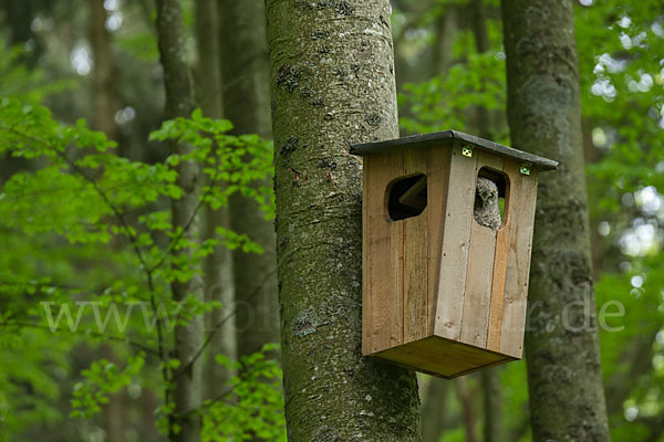 Habichtskauz (Strix uralensis)