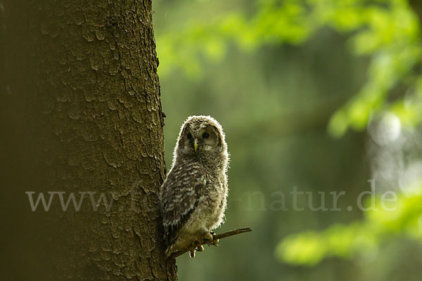 Habichtskauz (Strix uralensis)