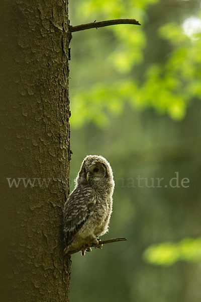 Habichtskauz (Strix uralensis)