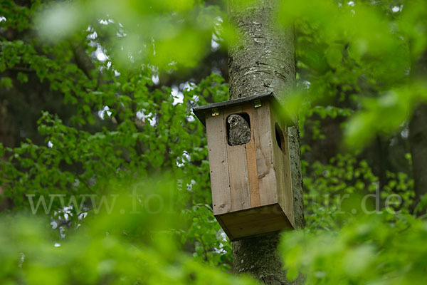 Habichtskauz (Strix uralensis)