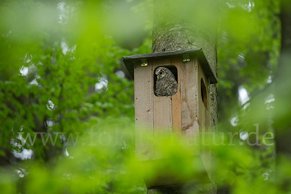 Habichtskauz (Strix uralensis)