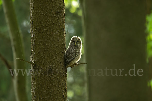 Habichtskauz (Strix uralensis)