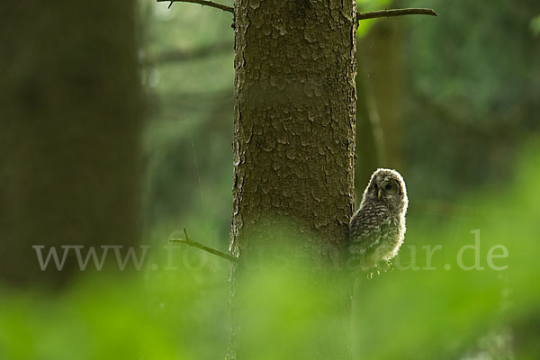 Habichtskauz (Strix uralensis)