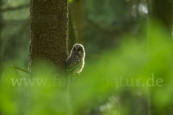 Habichtskauz (Strix uralensis)