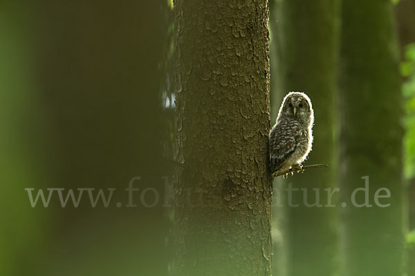 Habichtskauz (Strix uralensis)