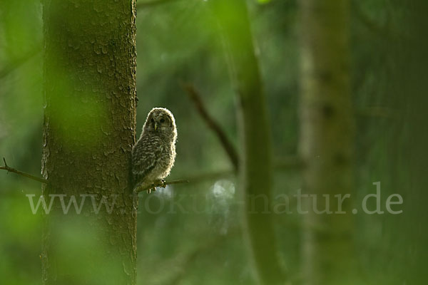 Habichtskauz (Strix uralensis)