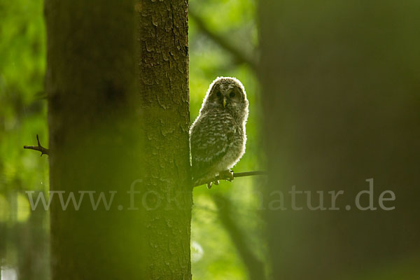 Habichtskauz (Strix uralensis)