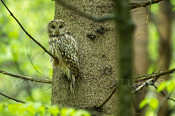 Habichtskauz (Strix uralensis)