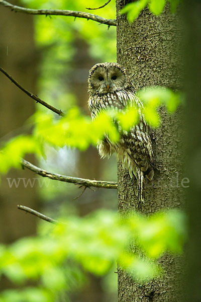 Habichtskauz (Strix uralensis)