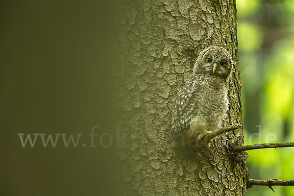 Habichtskauz (Strix uralensis)