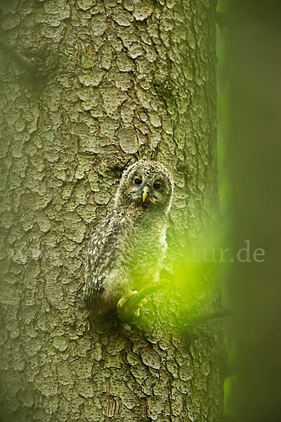 Habichtskauz (Strix uralensis)