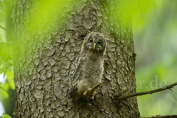 Habichtskauz (Strix uralensis)