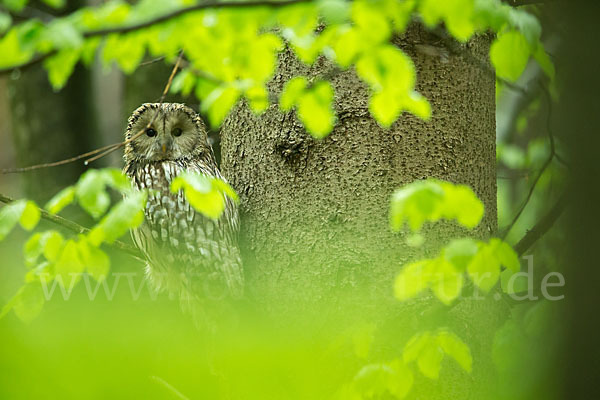 Habichtskauz (Strix uralensis)