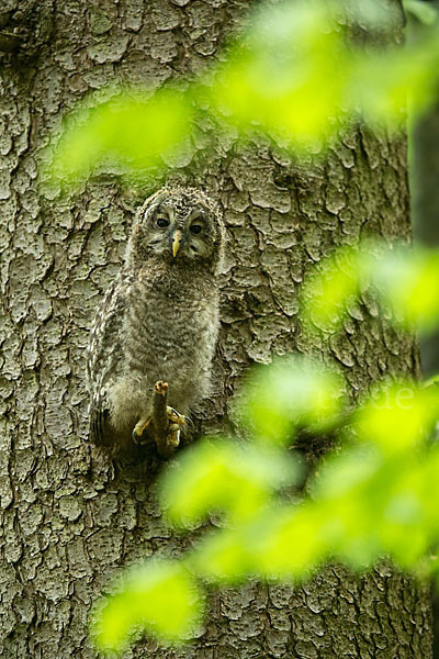 Habichtskauz (Strix uralensis)