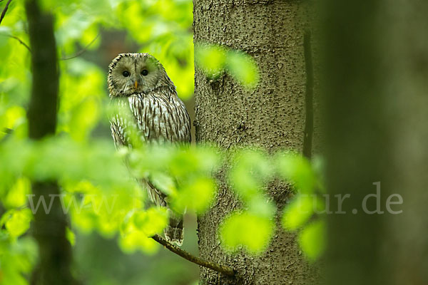 Habichtskauz (Strix uralensis)