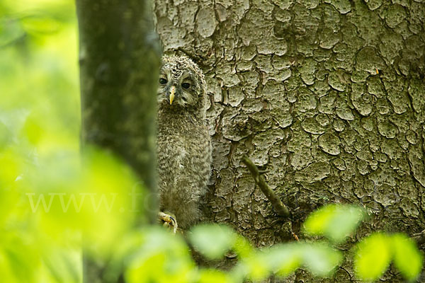 Habichtskauz (Strix uralensis)