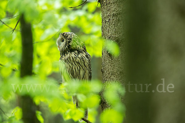 Habichtskauz (Strix uralensis)