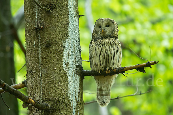 Habichtskauz (Strix uralensis)