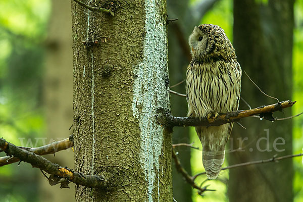 Habichtskauz (Strix uralensis)