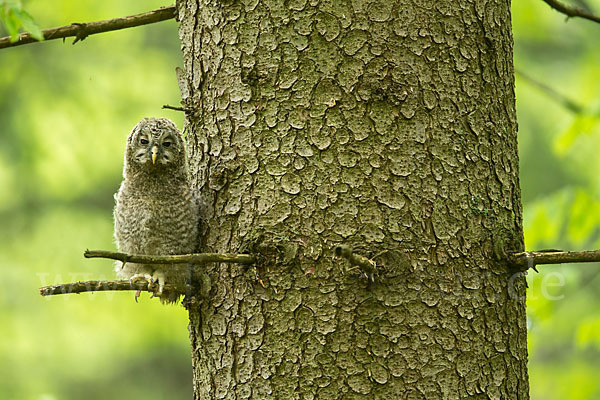 Habichtskauz (Strix uralensis)