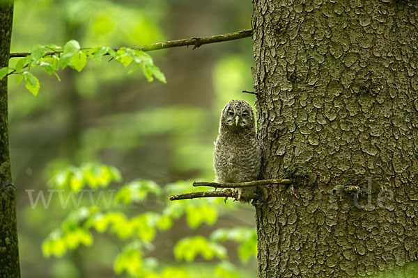 Habichtskauz (Strix uralensis)