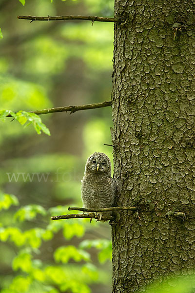 Habichtskauz (Strix uralensis)