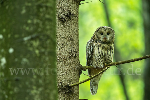 Habichtskauz (Strix uralensis)