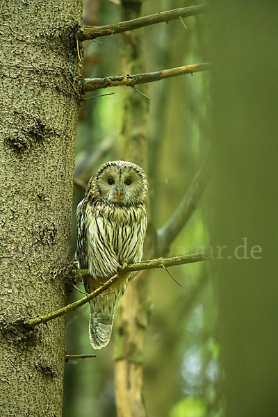 Habichtskauz (Strix uralensis)