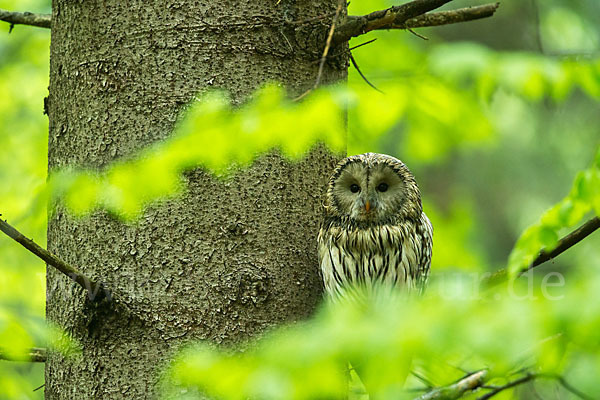 Habichtskauz (Strix uralensis)