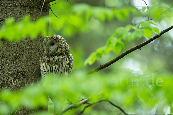 Habichtskauz (Strix uralensis)