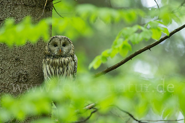 Habichtskauz (Strix uralensis)